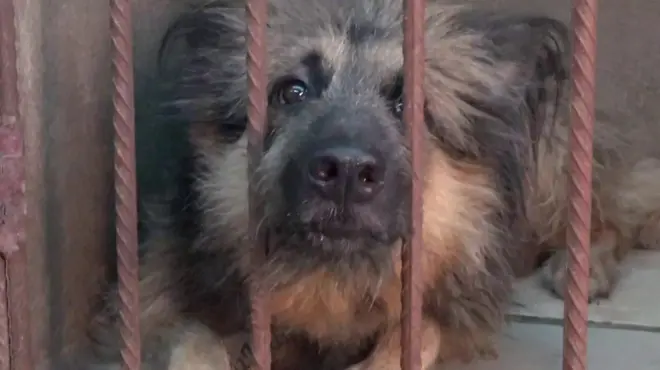 dog