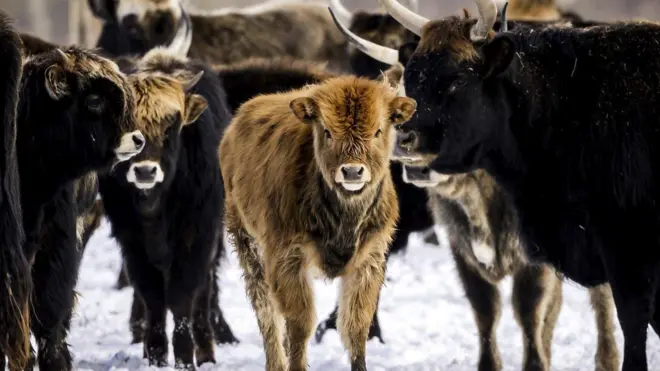 Varios animales de pasto en un lugar cubierto por nieve. 