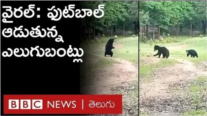 ఎలుగుబంట్ల ఫుట్‌బాల్