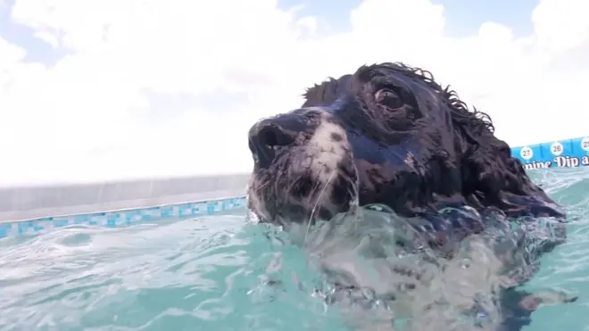 Бассейн для собак