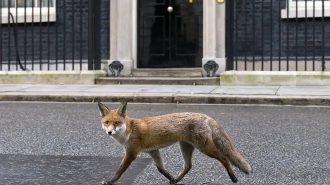 Эта лиса решила пробежаться среди бела дня перед резиденцией премьер-министра
