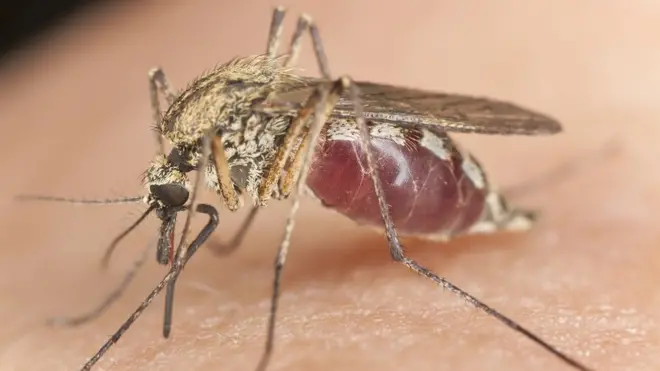 ፓራሳይቱን ተሸካሚ የሆነች አስተላለፊ ቢምቢ