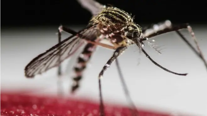 Nyamuk Aedes aegypti