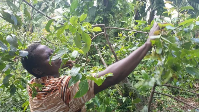 Qof jaad ka guraya geed