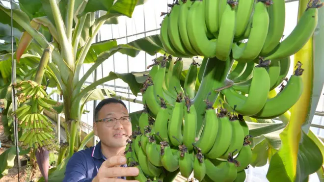 포항 바나나 재배 현장