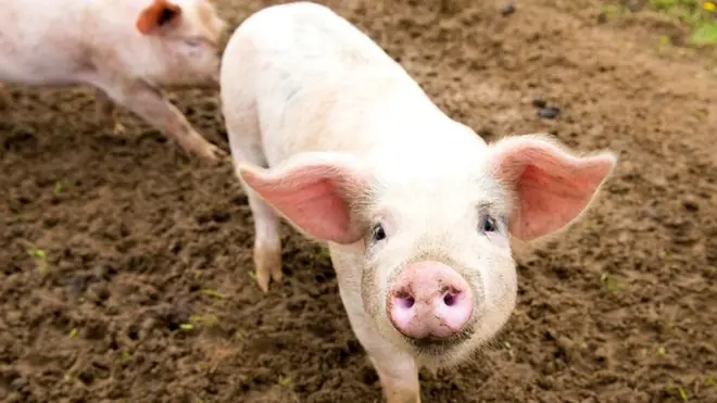 सूअर के हार्ट का इंसान में ट्रांसप्लांट