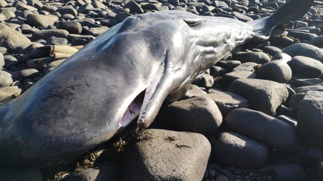 Adult female sperm whale found washed up on shore - BBC News