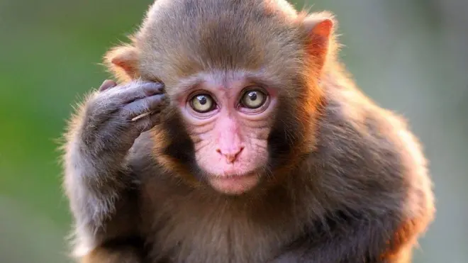 మంకీ బీ వైరస్