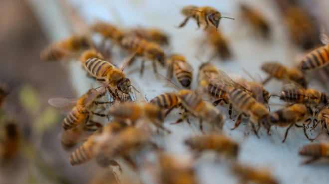 Awọn oyin ṣuru jọ soju kan naa