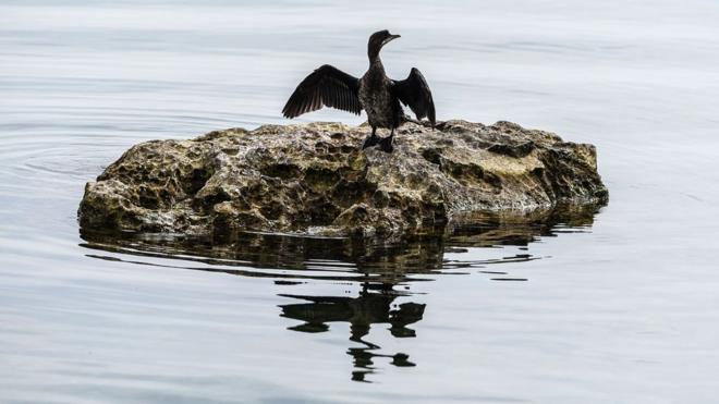 Pássaro no Lago Ohrid