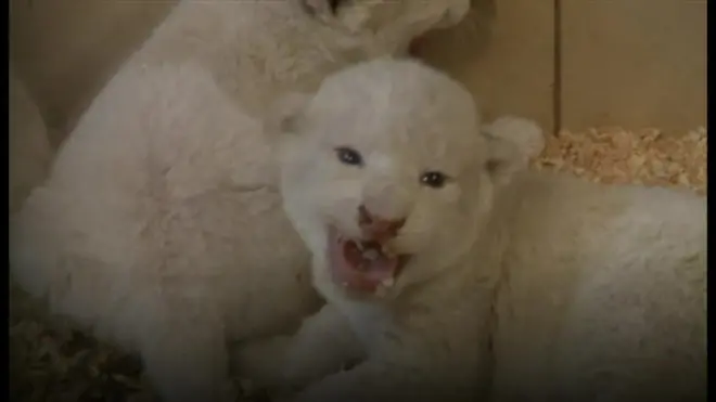 ホワイトライオンの子4頭、初お目見え　ポーランド