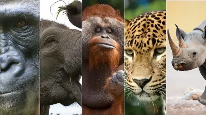 สัตว์ 5 ชนิด