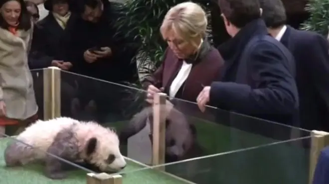 法国第一夫人和熊猫