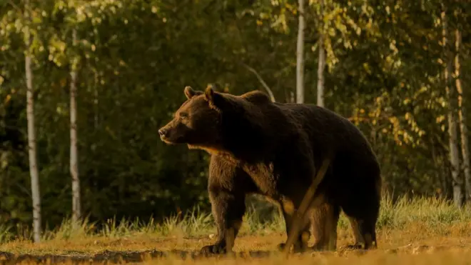 Arthur was biggest bear in Romania and probably the whole of the European Union