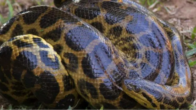 ኣናኮንዳ ጠሊ ዘለዎ፡ ዝሑል ከባቢ ይመርጹ