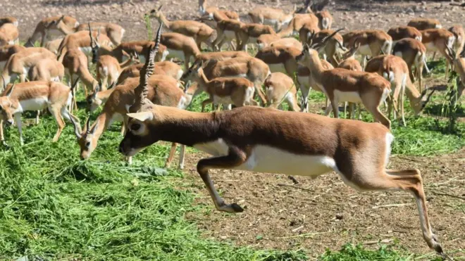 مہرانو کی نجی پناہ گاہ گھنے جنگل، جھیلوں، انواع و اقسام کے قدیم درخت، قد آدم گھاس کے قطعات پر مشتمل ہے جن میں قلانچیں بھرتے ہرن نظر آتے ہیں