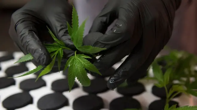 تعتزم السلطات استثمار إيرادات بيع القنب الهندي الضريبية في تحسين ظروف المجموعات المهمشة