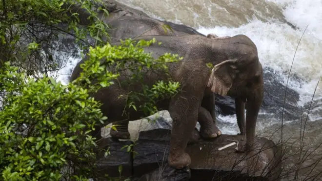 ช้างป่าเขาใหญ่