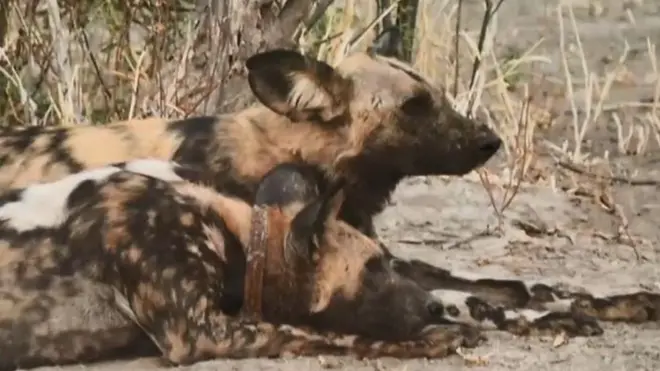 అడవి కుక్కల భాష