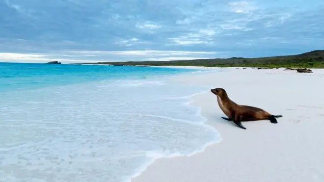 （圖片來源：Tui De Roy / naturepl.com）