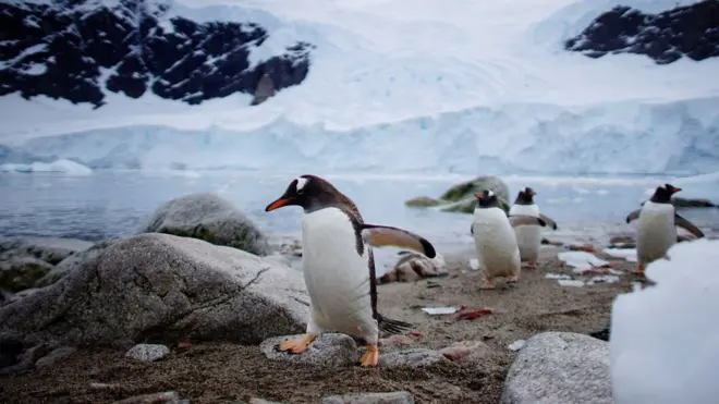 Пінгвіни на узбережжі