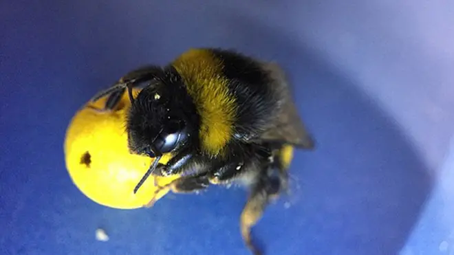 Los abejorros aprendieron a mover una pelota hacia una meta luego de observar otros abejorros e incluso mejoraron el método.