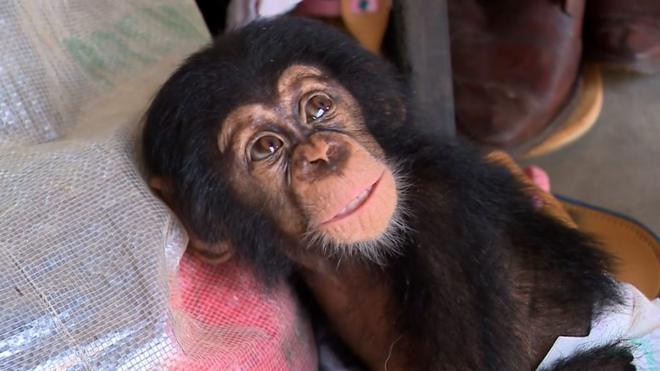 Chimpanzé resgatado