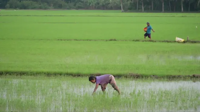 คนทำนากลางทุ่งนา