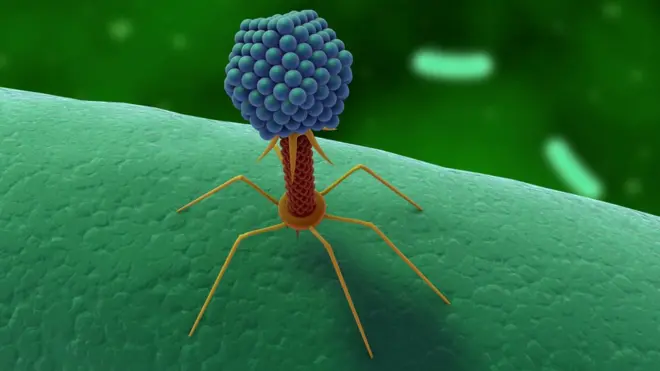 Parece un extraterrestre, pero de hecho es el habitante más ubicuo de este planeta.