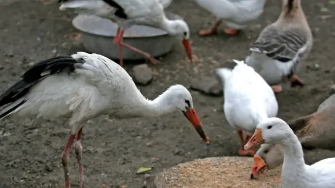 Бували випадки, коли лелек годували вареною картоплею чи зерном, як і курей, але це для них їжа нетипова.