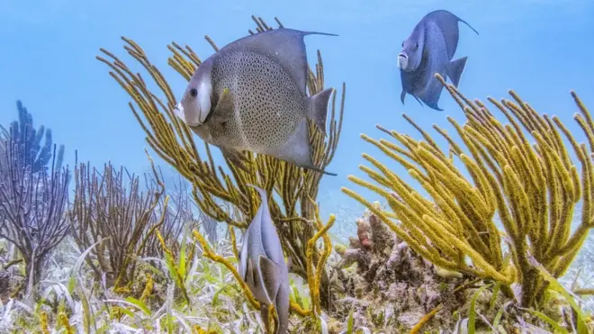 Peixes que não eram vistos mais no recife voltaram