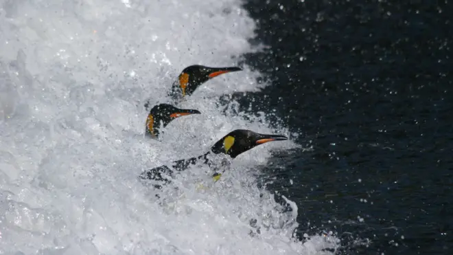 700 quilômetros é o limite que as aves podem buscar comida sem expor os filhotes ao riscobest online casino no deposit sign up bonusmorrerbest online casino no deposit sign up bonusfome / Foto: CNRS