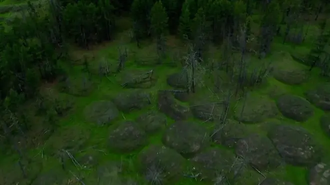 лес в Якутии