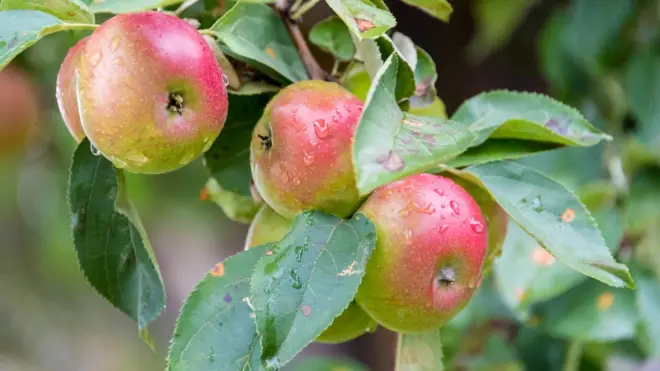 رحلة إلى مهد التفاح في العالم