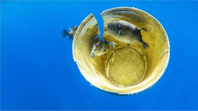 ప్లాస్టిక్ వ్యర్ధాలు