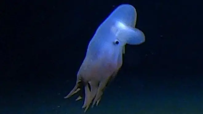 Осьминог Дамбо