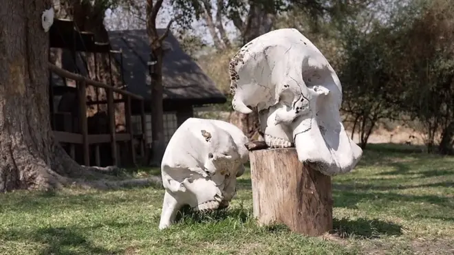 trofejni lov u africi