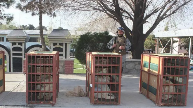 این شیرهای سفید قرار بود به پاکستان قاچاق شوند