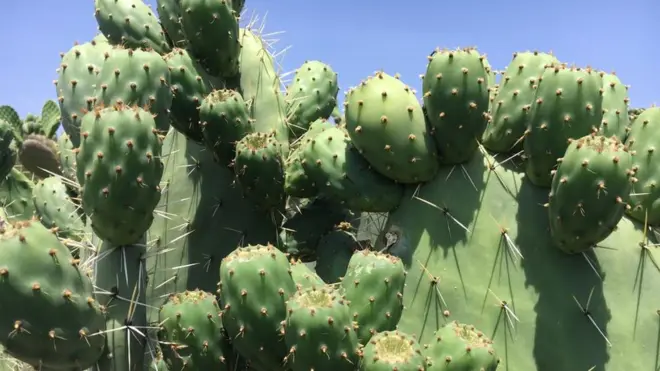 Biqiltuu 'Balas' gosa adaamii yeroo ta'u kuusaan jechoota Afaan oromoo ciiree jechuun hiika