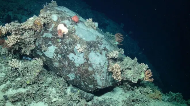 كتلة صخرية تكونت عليها مستعمرات المرجان والإسفنج وشقائق النعمان البحرية ونجم البحر الهش