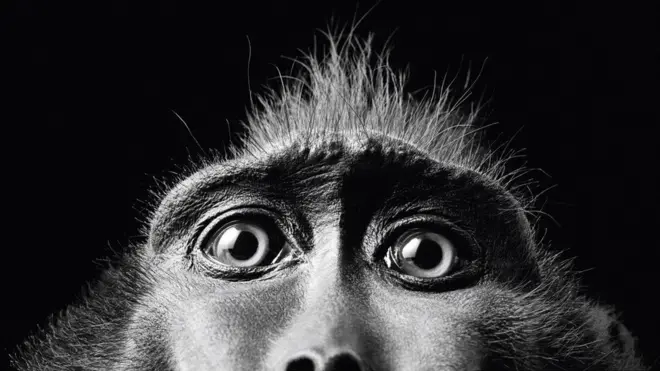 Фото Тіма Флача "Очі мавпи", зроблене у 2001 році, зафіксувало допитливу мавпочку, яка заглядає в об'єктив камери. Його фотороботи досліджують вплив людини на природу