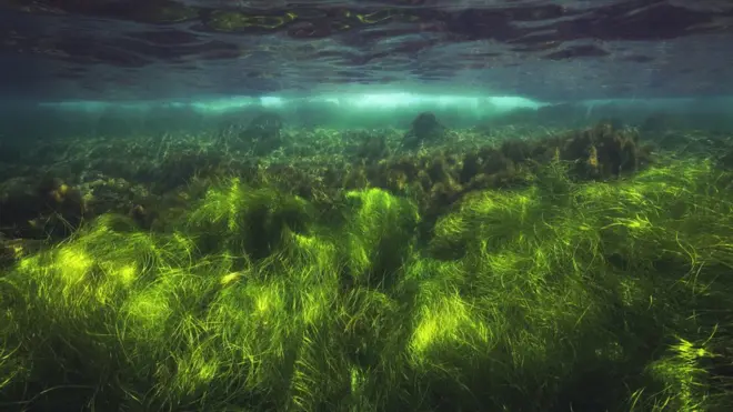 Los pastos marinos son una efectiva trampa de CO2.