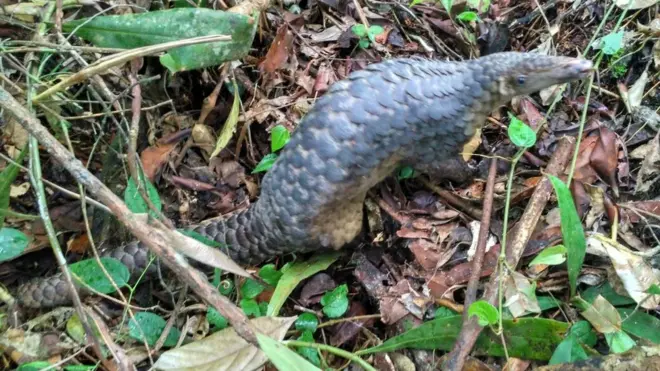 Salah satu trenggiling yang dilepaskan ke alam liar.