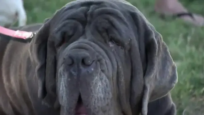 สุนัขน่าเกลียดที่สุดในโลก