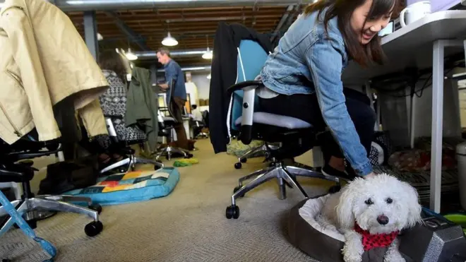 موظفة تصطحب كلبها معها في مكتب العمل