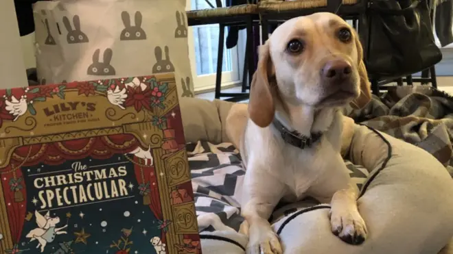 Kiwi looks slightly sceptical about her advent calendar