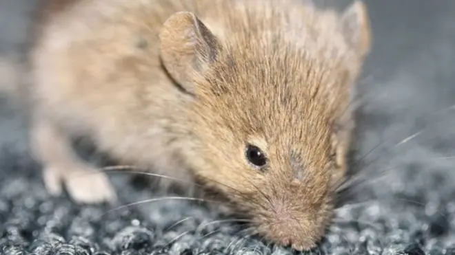 Panya na mende ni tatizo kubwa katika ikulu ya Whotehouse nchini Marekani