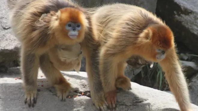 Macacos dourados só existem na China