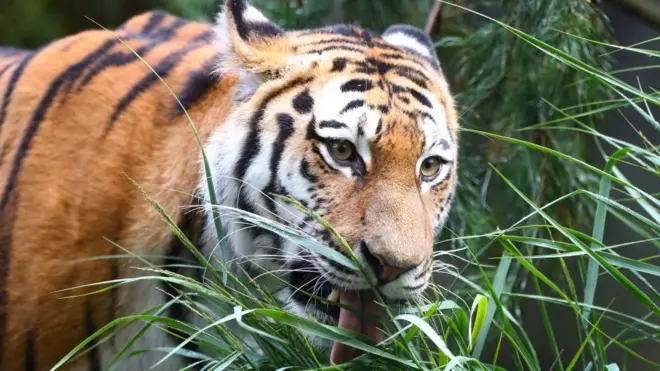 Tigre de Siberia del zoológico de Hamburgo