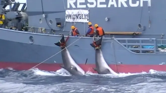 日本の捕鯨映像を公開　豪政府と情報公開争ったシー・シェパード